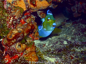 Peekaboo! by Stephen Hamedl 